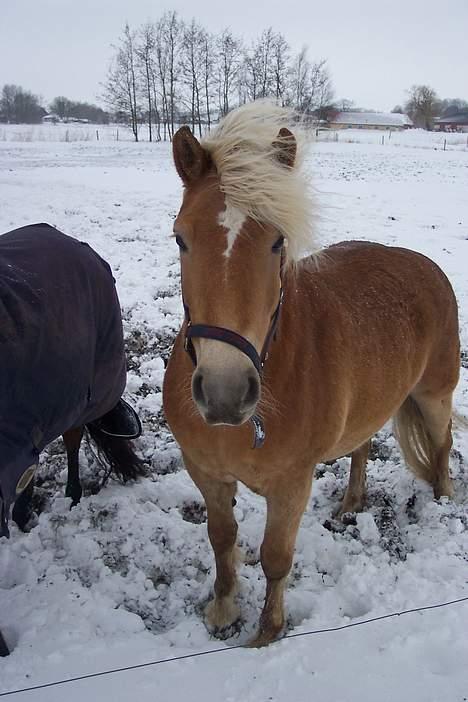 Haflinger Sille [ Tidl. pony ] * SAVN!* - Tja, den fødte fotomodel ? <3 billede 14