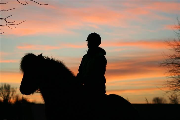 Islænder Háleggur fra S. Sognstrup - Smukt billede i aftensolen <3 [Taget af min far] billede 19