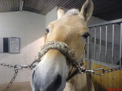 Fjordhest Guldbjergs Andy<3 billede 11