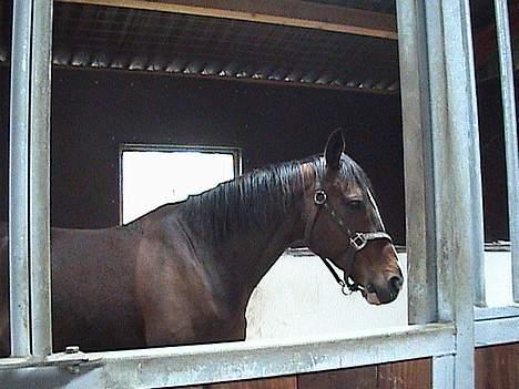 Dansk Varmblod Paula Skovgaard - Paula på stald billede 4