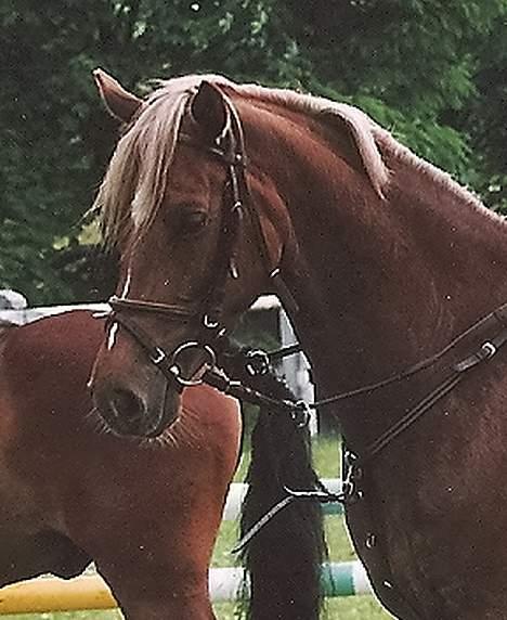 Tysk Sportspony Nørlunds Westpoint solgt - Kan du stå for det udtryk? Jeg kan ikke :D billede 20