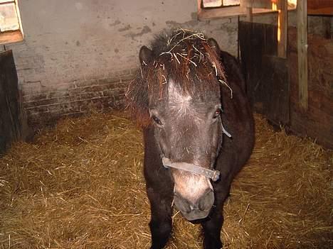 Shetlænder Albert (VILDHESTEN) - hehe se lige min pandelok=) det her er også min ganmle boks billede 13