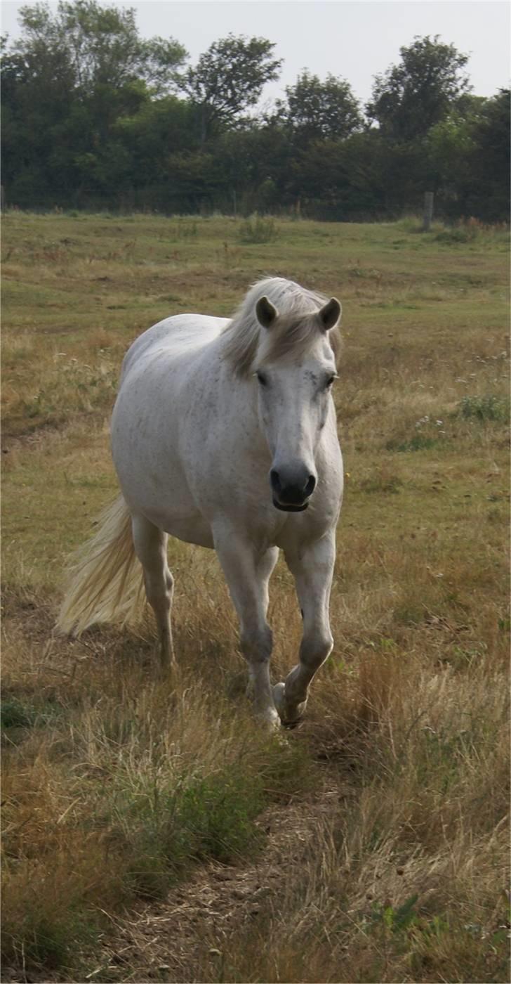 Connemara Bounty - velkommen til bountys profil :) billede 1