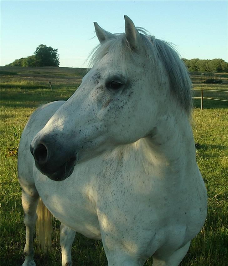 Connemara Bounty billede 2