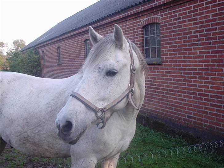 Connemara Bounty billede 3