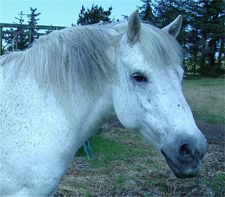 Connemara Bounty billede 4