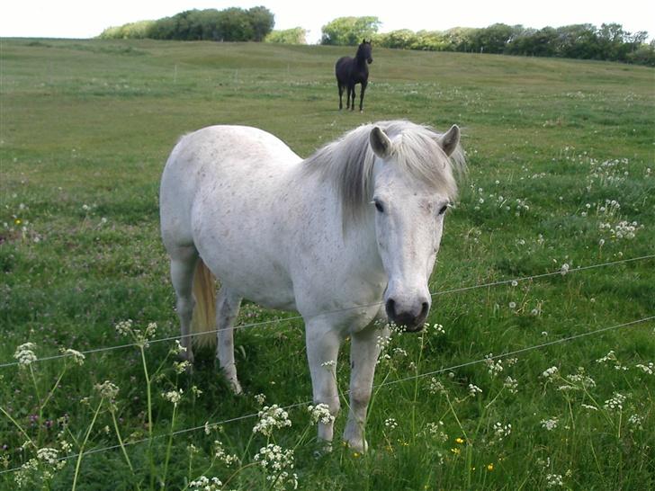 Connemara Bounty - Her ser vi Bounty stå ude på marken. billede 5