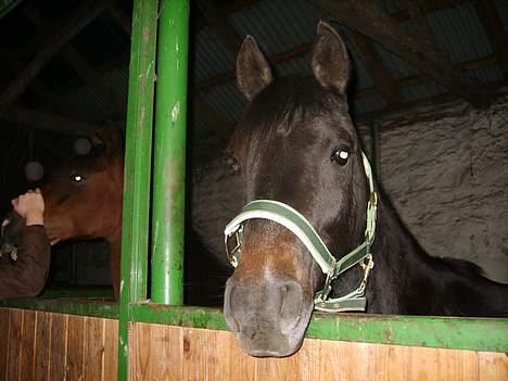 Arabisk fuldblod (OX) Shaheen (SOLGT)<33 - Velkommen til min box billede 2