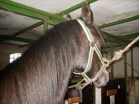 Arabisk fuldblod (OX) Shaheen (SOLGT)<33 billede 3