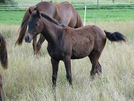 Arabisk fuldblod (OX) Shaheen (SOLGT)<33 - mig som føl billede 4