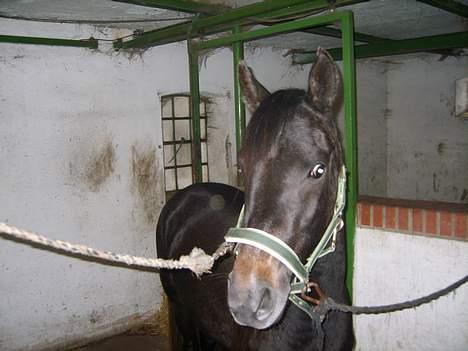 Arabisk fuldblod (OX) Shaheen (SOLGT)<33 - Va sker der lige der ovre??? billede 5