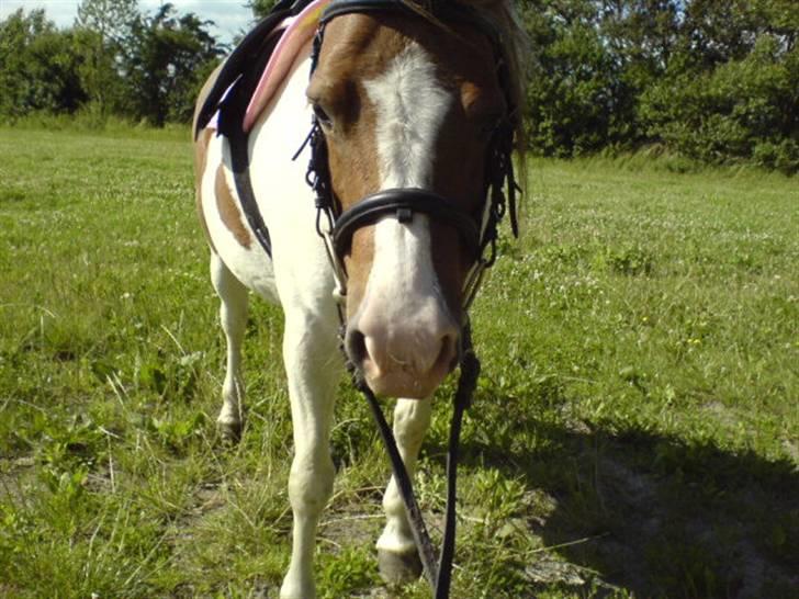 Anden særlig race Indian Sunshine - Første gang med sadel på i omkring 2 år, det tog du sq flot skath(; billede 19
