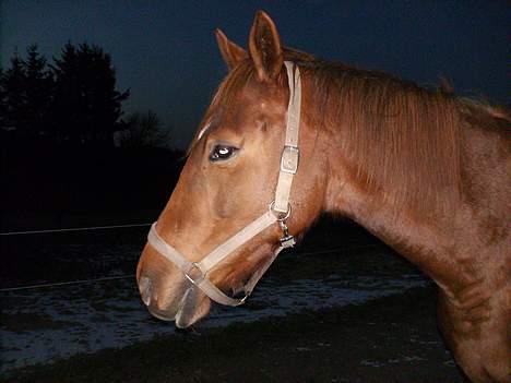 Anden særlig race Artesia - Artesia i mørke billede 12