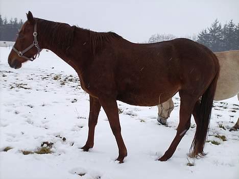 Anden særlig race Artesia - Store tykke Artesia, kun en måned tilbage billede 13
