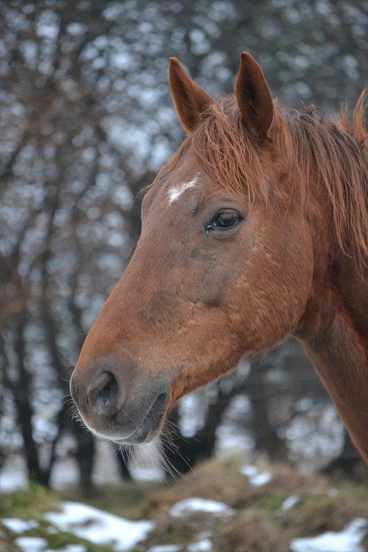 Anden særlig race Artesia - Jeg elsker ingen, som jeg elsker dig. Foto: Christina Bæk billede 14