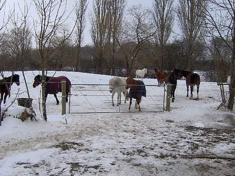 Anden særlig race Lotte R.I.P - fold hygge (lotte i det røde dækken) :) billede 12