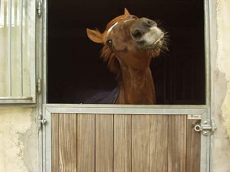 Anden særlig race Oliver - Jeg har aldrig kunne ønske mig en bedre og sødere pony <3 billede 4