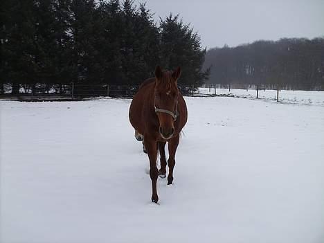 Anden særlig race Artesia billede 15