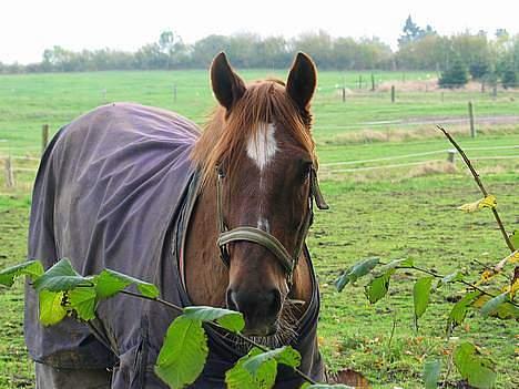 Anden særlig race Oliver - Jeg elsker min pony  billede 5