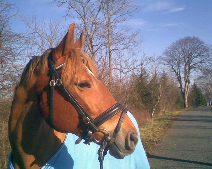 Anden særlig race Diamond [R.I.P] - Velkommen til Diamonds profil <3  billede 1