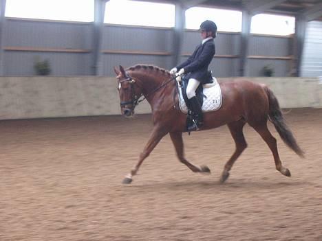 Anden særlig race Diamond [R.I.P] - C-stævne i sdr 2oo6 billede 2