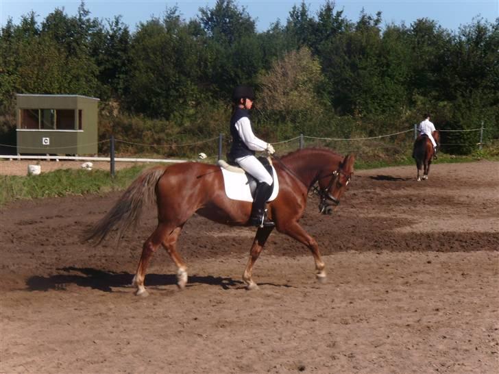 Anden særlig race Diamond [R.I.P] - *NYT* C-stævne i blr.. opvarmning. billede 3