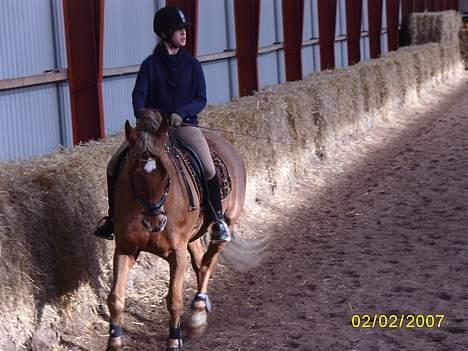 Anden særlig race Diamond [R.I.P] - Kursus 2oo7 billede 4