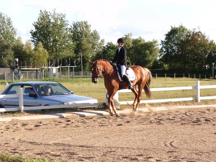 Anden særlig race Diamond [R.I.P] - NYT: stævne d.3.august 2oo7 billede 5