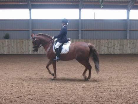 Anden særlig race Diamond [R.I.P] - C-stævne i sdr 2oo6 billede 6