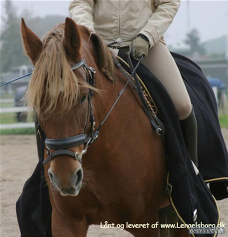 Anden særlig race Diamond [R.I.P] billede 7