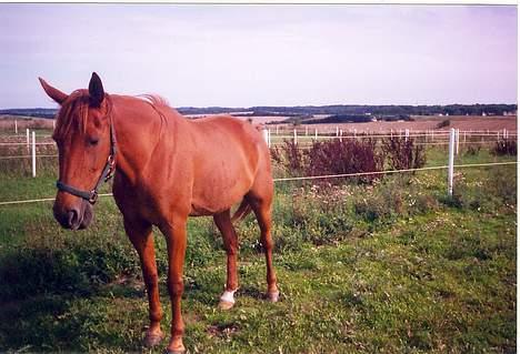 Traver Stormy - Alene billed desværre meget svært da hun holder sammen med Nain billede 4