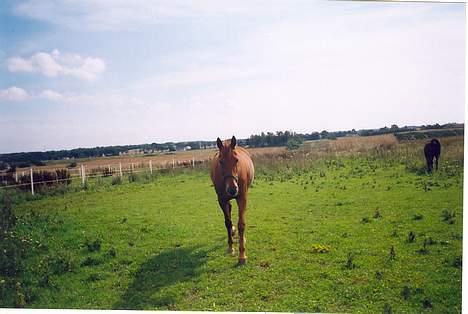 Traver Stormy - Hygger sig på fold med Nain hun er tilbage Hurra billede 5