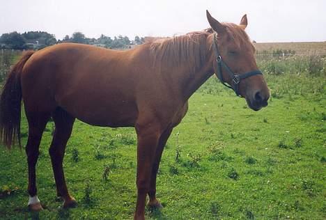 Traver Stormy - Diana fik mig i halv dovende/sovende tilstand billede 6