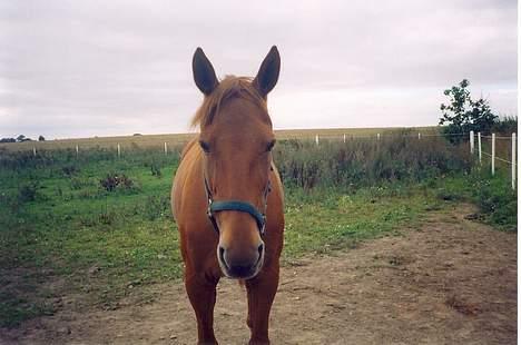 Traver Stormy - Diana tog mit hoved ØHVV billede 7