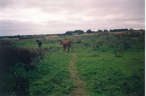 Traver Stormy - På vej op da Diana kom med foder til mig billede 8