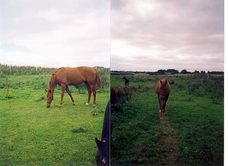 Traver Stormy - Sommervejr og efterårs vejr billede 9