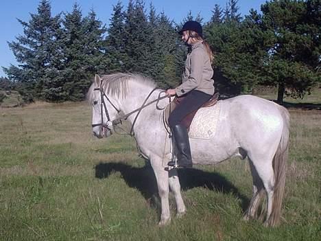 Connemara Bounty - Bounty kan godt lide at blive redet, men kun for sjov, ikke noget seriøst.. :o) billede 6