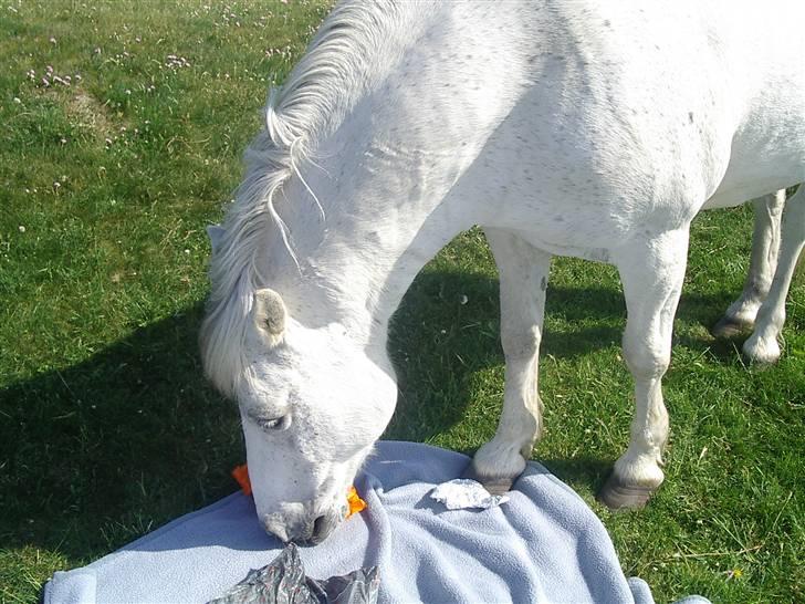 Connemara Bounty - Der er ingen der kan ødelægge en skovtur som Bounty... billede 7