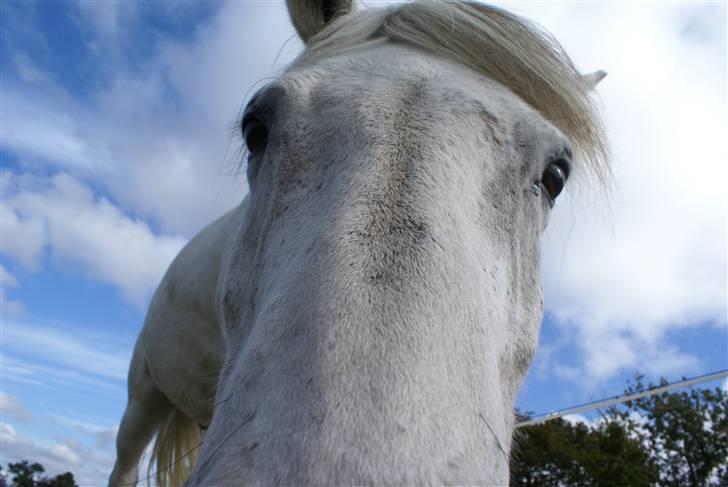 Connemara Bounty - Hej! Må jeg få en bid kamera?? Please? billede 8