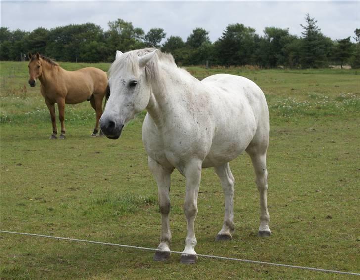 Connemara Bounty billede 9