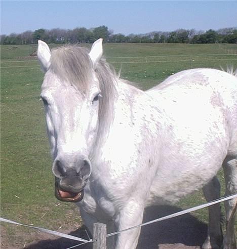 Connemara Bounty - hva´??? billede 10