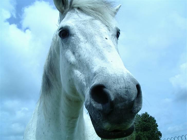 Connemara Bounty - ja, jeg er sød ikke?? billede 11