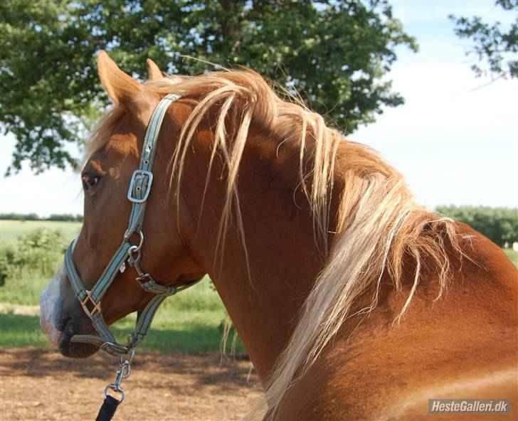 Arabisk fuldblod (OX) Piaff - Piaff, juni 2008 billede 1