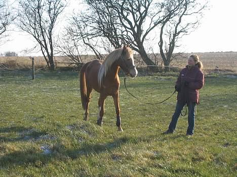 Arabisk fuldblod (OX) Piaff - Så lille var Piaff da jeg fik hende,januar 2005 billede 2