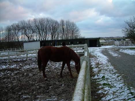 Traver Stormy - Foldbilled ved avlstalden billede 10