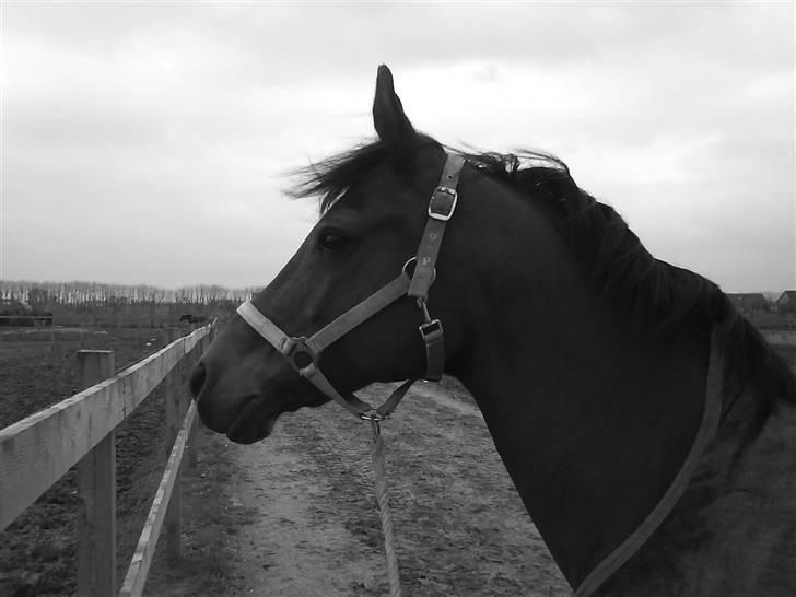 Arabisk fuldblod (OX) Ibn Sapa OX  - Sapa, på vej på fold :)  - 11. marts 2008 billede 1