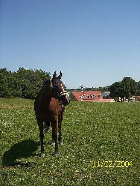 Arabisk fuldblod (OX) Ibn Sapa OX  - Sapa med flot baggrund :D billede 6