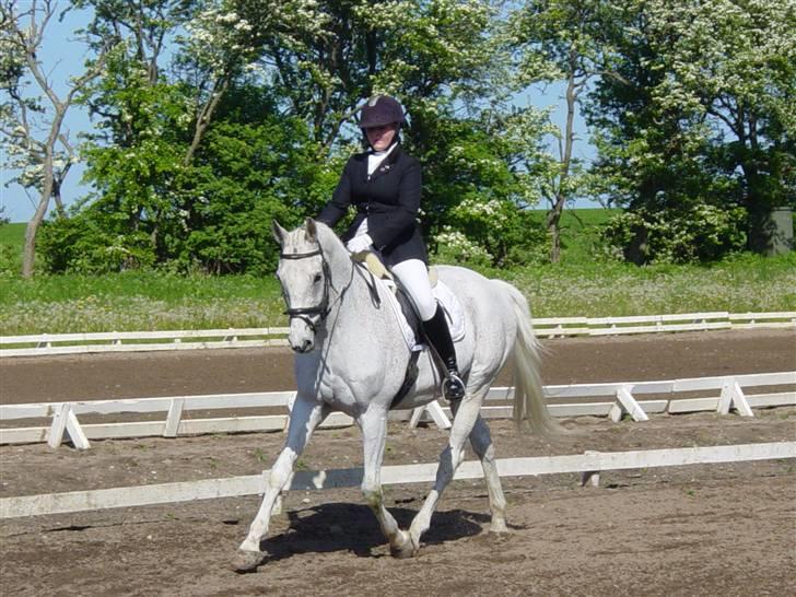 Anden særlig race Showboy billede 1