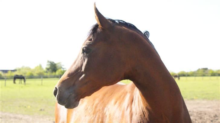 Arabisk fuldblod (OX) Ibn Sapa OX  - Sapa - 2009 billede 8