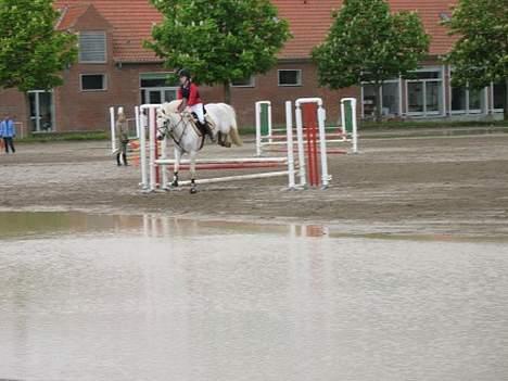 Connemara Maximillian af Ellebrud - Til stævne på KARI billede 1